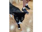 Adopt Milo a Black & White or Tuxedo American Shorthair / Mixed cat in Ballwin