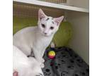 Adopt Tortellini a White Domestic Shorthair / Mixed cat in Charleston