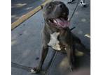 Adopt Max a White - with Gray or Silver American Pit Bull Terrier / Mixed dog in