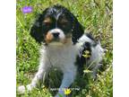Cavalier King Charles Spaniel Puppy for sale in Kirby, AR, USA