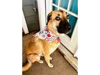 Adopt Ruthie "Roo" a Tan/Yellow/Fawn - with Black Anatolian Shepherd / Great