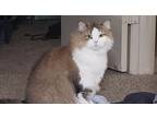 Adopt Zeke a Brown Tabby Scottish Fold / Mixed (long coat) cat in Mesquite