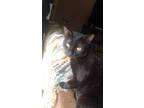 Adopt Poe a All Black Domestic Shorthair / Mixed (short coat) cat in Mesquite