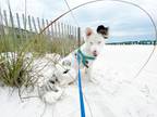 Adopt Coco a White - with Black Australian Shepherd / Mixed dog in Houston