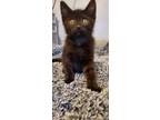 Adopt Ozzy a Black (Mostly) Domestic Shorthair / Mixed (short coat) cat in