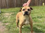 Adopt Bucky a Tan/Yellow/Fawn American Pit Bull Terrier / Mixed dog in Leander