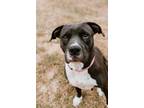 Adopt Lulu a Black - with White American Staffordshire Terrier dog in Oklahoma