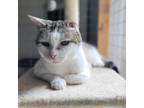 Adopt Nemo a White Domestic Shorthair / Mixed cat in Bensalem, PA (35241802)