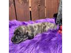 Dachshund Puppy for sale in Prairie Grove, AR, USA