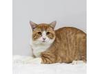Adopt Baryon a Orange or Red Domestic Shorthair / Mixed cat in Madisonville