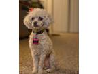 Adopt Ruby a Tan/Yellow/Fawn Poodle (Toy or Tea Cup) / Mixed dog in Houston