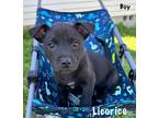 Adopt Licorice ka a Black Labrador Retriever / Terrier (Unknown Type