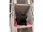 Adopt Olivia a All Black Domestic Shorthair / Domestic Shorthair / Mixed cat in