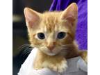 Adopt Peeta a Orange or Red Domestic Shorthair / Domestic Shorthair / Mixed cat