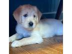 Goldendoodle Puppy for sale in Greenville, SC, USA