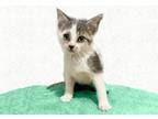 Adopt Mackinaw a White Domestic Shorthair / Domestic Shorthair / Mixed cat in