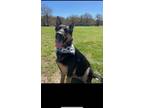 Adopt MIA a Black - with Tan, Yellow or Fawn German Shepherd Dog / Mixed dog in