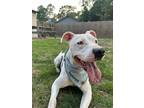 Adopt GOOSE a White - with Black Pit Bull Terrier / Staffordshire Bull Terrier /