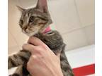 Adopt bradford a Domestic Shorthair / Mixed (short coat) cat in Coshocton