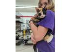 Adopt Cleo a Domestic Shorthair / Mixed (short coat) cat in Coshocton