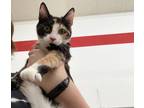 Adopt kali a Domestic Shorthair / Mixed (short coat) cat in Coshocton