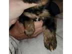 Yorkshire Terrier Puppy for sale in Young Harris, GA, USA