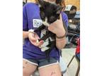 Adopt esibella a Domestic Shorthair / Mixed (short coat) cat in Coshocton