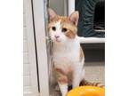 Adopt Screamer a Orange or Red Domestic Shorthair / Domestic Shorthair / Mixed