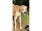 Adopt Bingo a White - with Tan, Yellow or Fawn Labrador Retriever / Mixed dog in