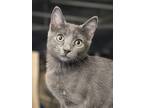 Adopt Kenora a Gray or Blue Domestic Shorthair / Domestic Shorthair / Mixed cat