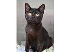 Adopt Bowie a All Black Domestic Shorthair (short coat) cat in Dublin