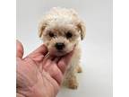 Poodle (Toy) Puppy for sale in Forney, TX, USA