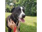 Adopt Tina a Black - with White Border Collie / Labrador Retriever / Mixed dog