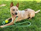 Adopt Bandit a Red/Golden/Orange/Chestnut Australian Cattle Dog / Mixed dog in