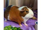 Adopt CONVERSE a Brown or Chocolate Guinea Pig / Guinea Pig / Mixed small animal