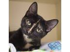 Adopt Emmy (Bonded with Elise) a All Black Domestic Shorthair / Domestic