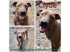 Adopt Clyde a Brindle Mixed Breed (Medium) / Mixed dog in Boaz, AL (38825901)