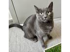 Adopt Rose a Gray or Blue Domestic Shorthair / Mixed cat in Columbia Station