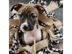 Adopt Elsa a Brindle - with White Plott Hound / Boxer / Mixed dog in East