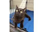 Adopt Shelby a Domestic Shorthair / Mixed (short coat) cat in Tool