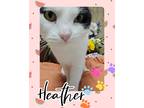 Adopt Heather a White Domestic Mediumhair / Domestic Shorthair / Mixed cat in
