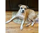 Adopt Clover a Boxer / Mixed dog in Denver, CO (38831346)