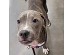 Adopt Johnny a Gray/Silver/Salt & Pepper - with Black Pit Bull Terrier / Mixed