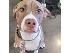 Adopt Cody a Brown/Chocolate Pit Bull Terrier / Mixed dog in Maricopa