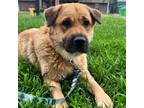 Adopt Storm Drain a Tan/Yellow/Fawn Chow Chow / Mixed dog in Mission