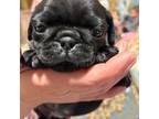 Pug Puppy for sale in Carson City, MI, USA