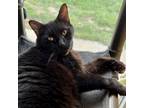 Adopt Sarge King Oliver a All Black Domestic Shorthair / Mixed cat in Mission