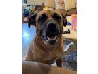Adopt Branch a Brindle Bullmastiff / Mixed dog in San Diego, CA (38866183)