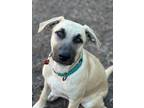 Adopt Dora Song a Tan/Yellow/Fawn Labrador Retriever dog in Provo, UT (38311368)