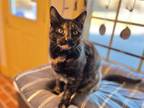 Adopt Nina a Tortoiseshell Domestic Shorthair cat in East Greenville